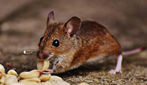 24 Hour & Emergency Exterminators in Pine Grove, NY
